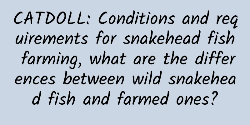 CATDOLL: Conditions and requirements for snakehead fish farming, what are the differences between wild snakehead fish and farmed ones?