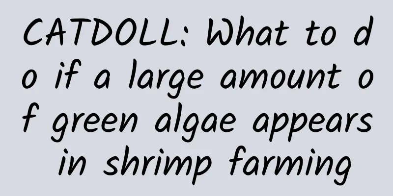CATDOLL: What to do if a large amount of green algae appears in shrimp farming