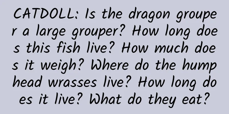 CATDOLL: Is the dragon grouper a large grouper? How long does this fish live? How much does it weigh? Where do the humphead wrasses live? How long does it live? What do they eat?