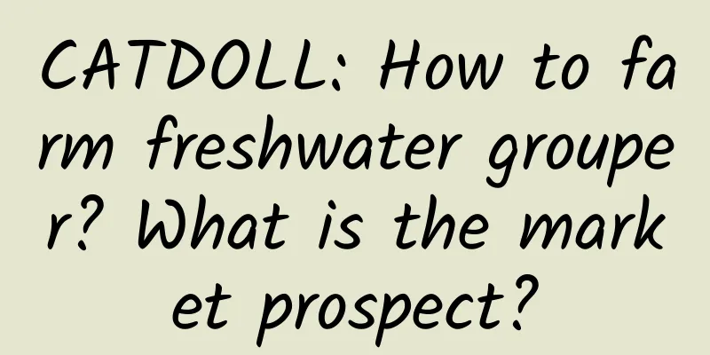 CATDOLL: How to farm freshwater grouper? What is the market prospect?