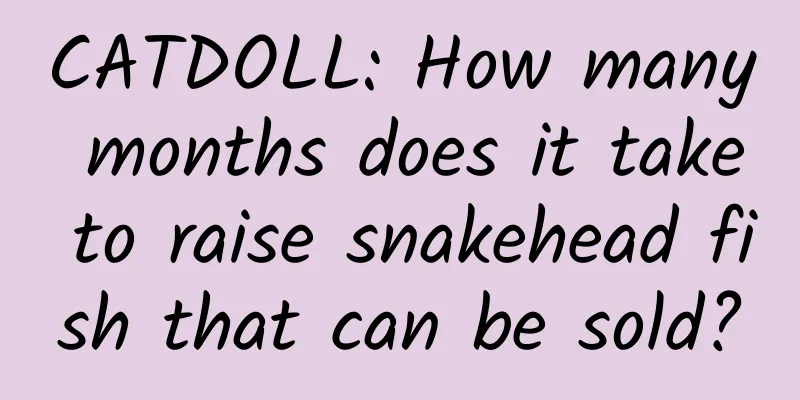 CATDOLL: How many months does it take to raise snakehead fish that can be sold?