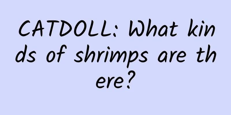 CATDOLL: What kinds of shrimps are there?