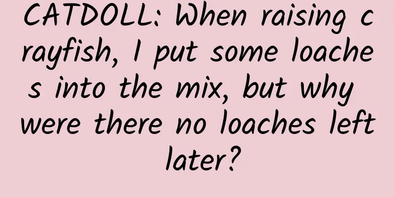 CATDOLL: When raising crayfish, I put some loaches into the mix, but why were there no loaches left later?