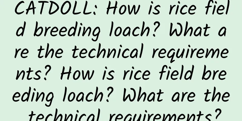 CATDOLL: How is rice field breeding loach? What are the technical requirements? How is rice field breeding loach? What are the technical requirements?