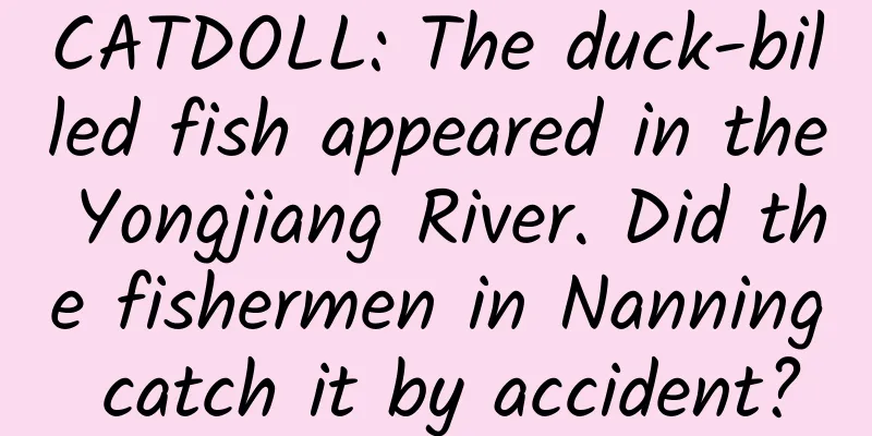 CATDOLL: The duck-billed fish appeared in the Yongjiang River. Did the fishermen in Nanning catch it by accident?