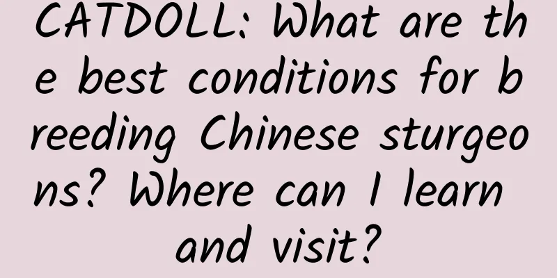 CATDOLL: What are the best conditions for breeding Chinese sturgeons? Where can I learn and visit?
