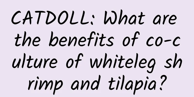 CATDOLL: What are the benefits of co-culture of whiteleg shrimp and tilapia?