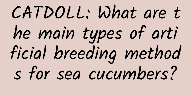 CATDOLL: What are the main types of artificial breeding methods for sea cucumbers?