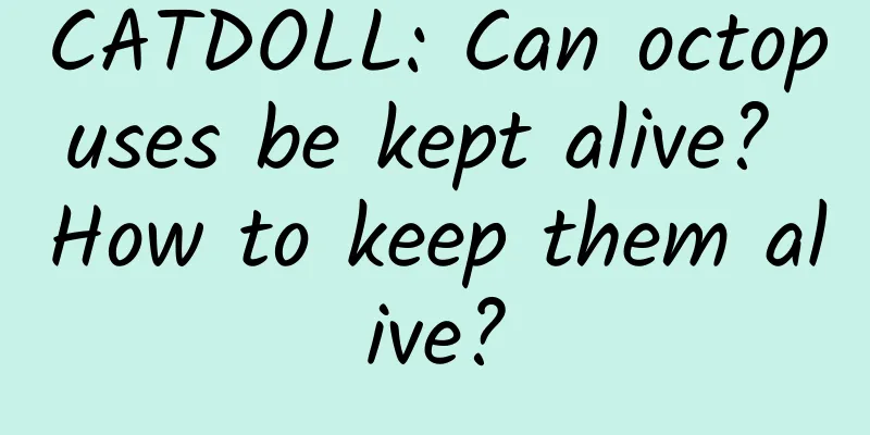 CATDOLL: Can octopuses be kept alive? How to keep them alive?