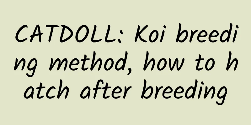 CATDOLL: Koi breeding method, how to hatch after breeding