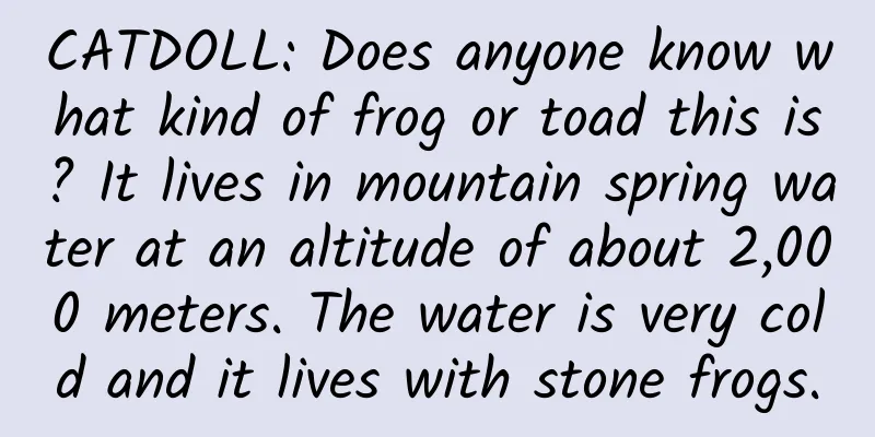 CATDOLL: Does anyone know what kind of frog or toad this is? It lives in mountain spring water at an altitude of about 2,000 meters. The water is very cold and it lives with stone frogs.