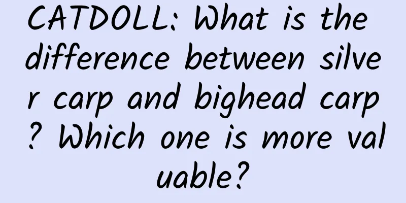 CATDOLL: What is the difference between silver carp and bighead carp? Which one is more valuable?