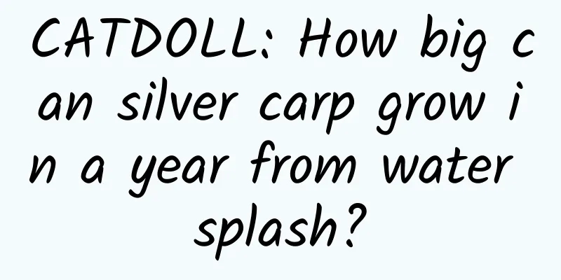 CATDOLL: How big can silver carp grow in a year from water splash?