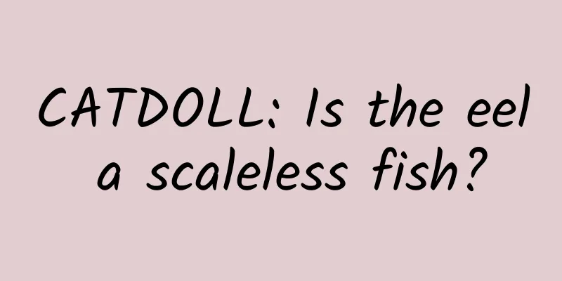 CATDOLL: Is the eel a scaleless fish?
