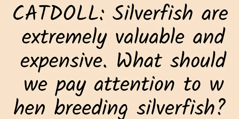CATDOLL: Silverfish are extremely valuable and expensive. What should we pay attention to when breeding silverfish?