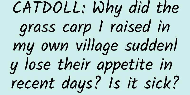 CATDOLL: Why did the grass carp I raised in my own village suddenly lose their appetite in recent days? Is it sick?