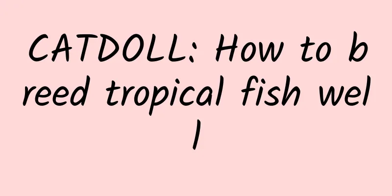 CATDOLL: How to breed tropical fish well