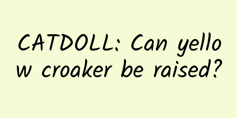 CATDOLL: Can yellow croaker be raised?
