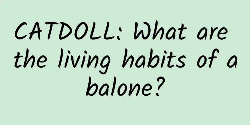 CATDOLL: What are the living habits of abalone?