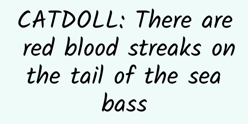 CATDOLL: There are red blood streaks on the tail of the sea bass