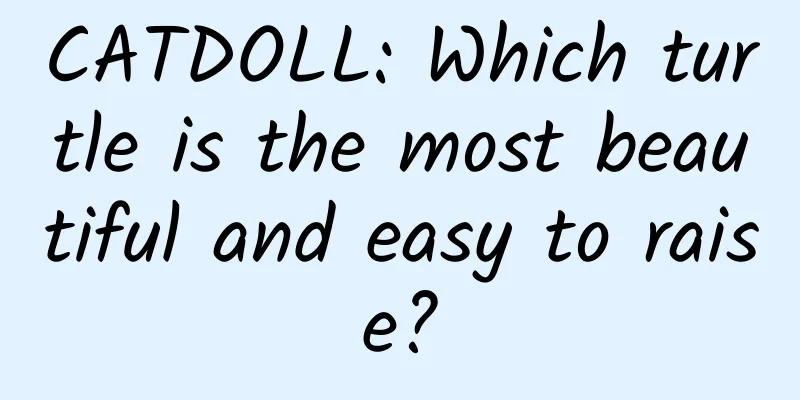 CATDOLL: Which turtle is the most beautiful and easy to raise?
