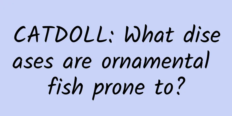 CATDOLL: What diseases are ornamental fish prone to?