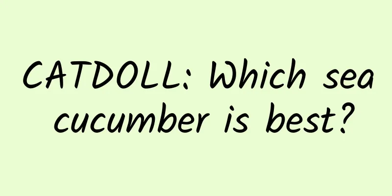 CATDOLL: Which sea cucumber is best?