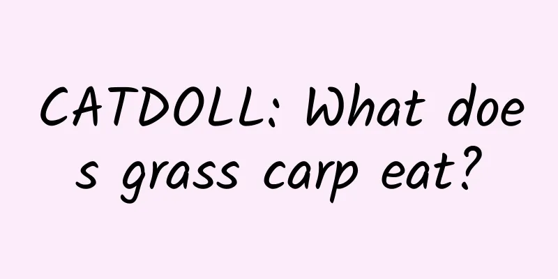 CATDOLL: What does grass carp eat?