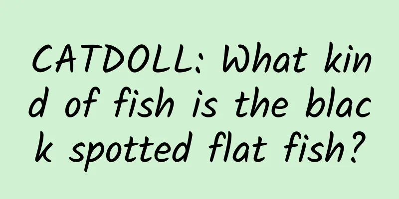 CATDOLL: What kind of fish is the black spotted flat fish?