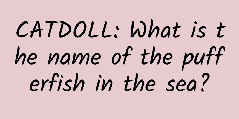 CATDOLL: What is the name of the pufferfish in the sea?