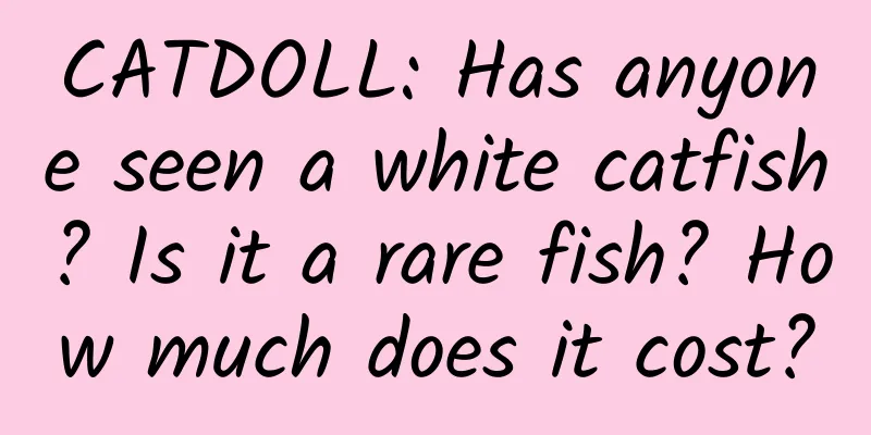 CATDOLL: Has anyone seen a white catfish? Is it a rare fish? How much does it cost?