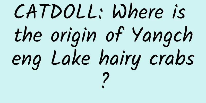 CATDOLL: Where is the origin of Yangcheng Lake hairy crabs?