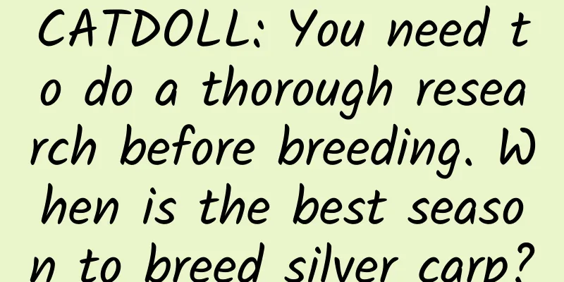 CATDOLL: You need to do a thorough research before breeding. When is the best season to breed silver carp?