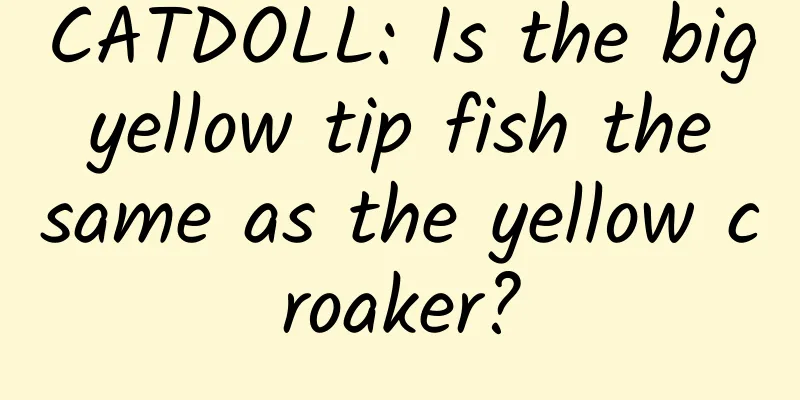 CATDOLL: Is the big yellow tip fish the same as the yellow croaker?