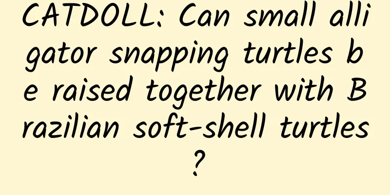 CATDOLL: Can small alligator snapping turtles be raised together with Brazilian soft-shell turtles?