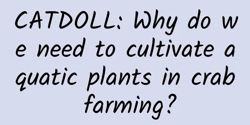 CATDOLL: Why do we need to cultivate aquatic plants in crab farming?