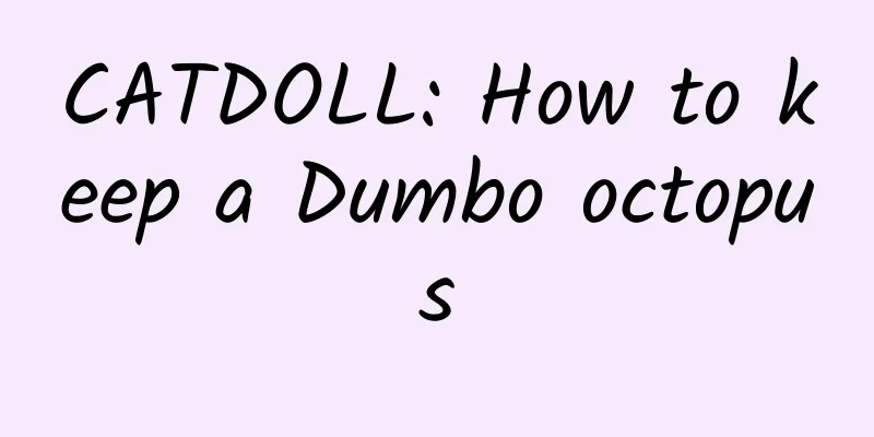 CATDOLL: How to keep a Dumbo octopus