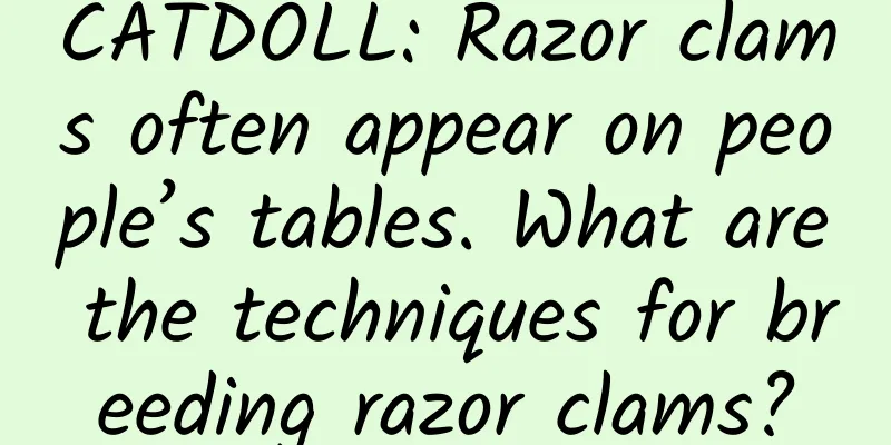 CATDOLL: Razor clams often appear on people’s tables. What are the techniques for breeding razor clams?