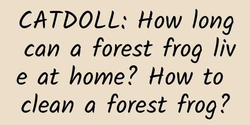 CATDOLL: How long can a forest frog live at home? How to clean a forest frog?