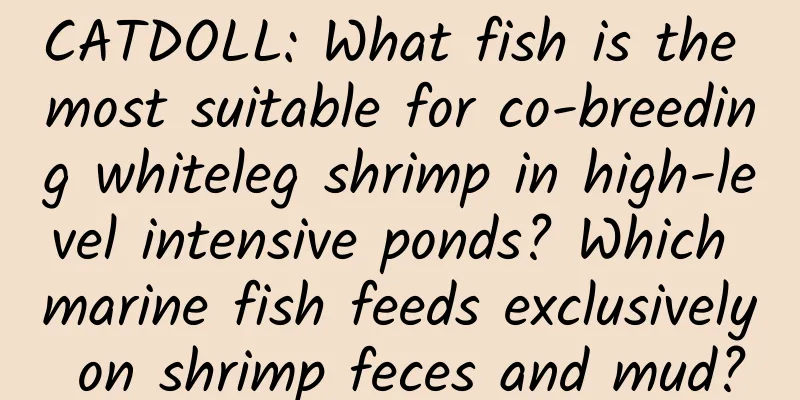 CATDOLL: What fish is the most suitable for co-breeding whiteleg shrimp in high-level intensive ponds? Which marine fish feeds exclusively on shrimp feces and mud?
