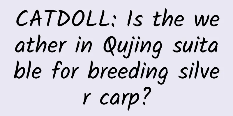 CATDOLL: Is the weather in Qujing suitable for breeding silver carp?