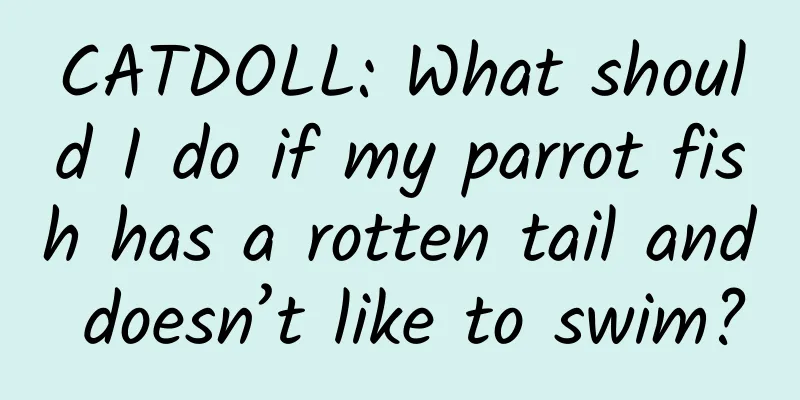 CATDOLL: What should I do if my parrot fish has a rotten tail and doesn’t like to swim?