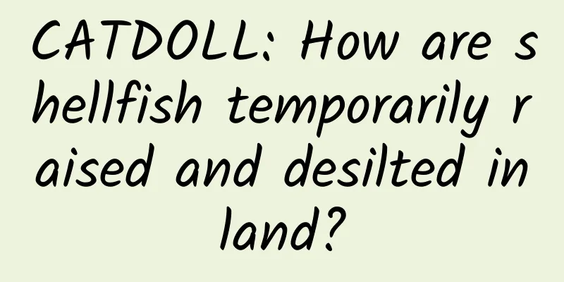 CATDOLL: How are shellfish temporarily raised and desilted inland?