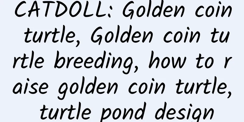 CATDOLL: Golden coin turtle, Golden coin turtle breeding, how to raise golden coin turtle, turtle pond design