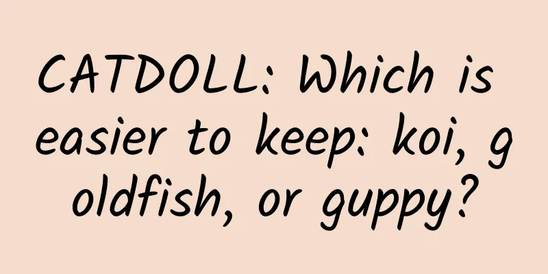 CATDOLL: Which is easier to keep: koi, goldfish, or guppy?
