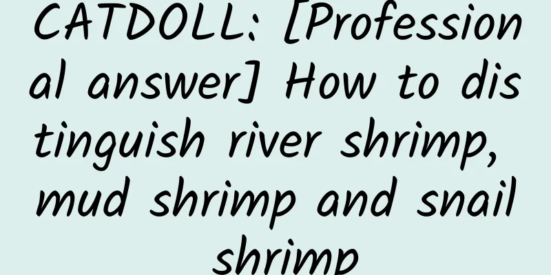 CATDOLL: [Professional answer] How to distinguish river shrimp, mud shrimp and snail shrimp