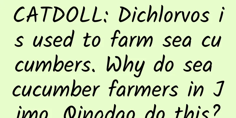 CATDOLL: Dichlorvos is used to farm sea cucumbers. Why do sea cucumber farmers in Jimo, Qingdao do this?