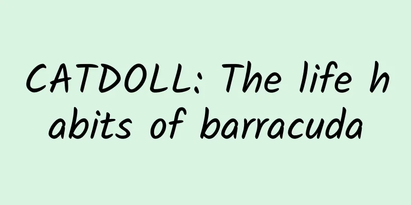 CATDOLL: The life habits of barracuda
