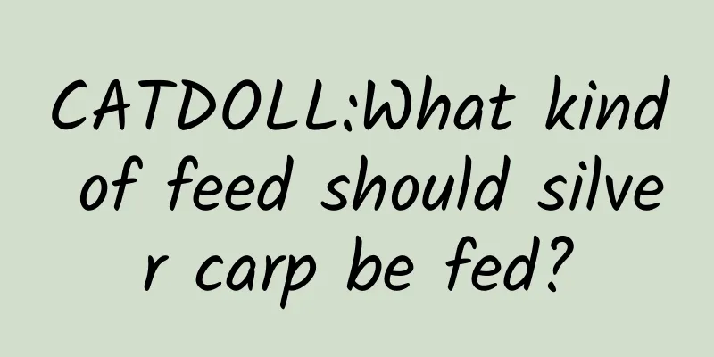 CATDOLL:What kind of feed should silver carp be fed?