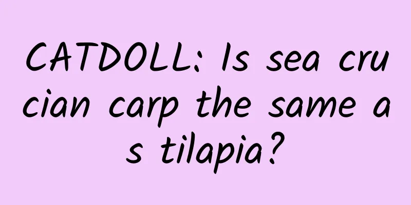 CATDOLL: Is sea crucian carp the same as tilapia?
